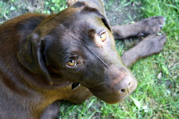 Wie der Mensch, so der Hund
